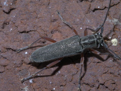 Saperda discoidea