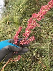 Rumex britannica
