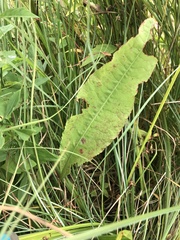 Rumex britannica