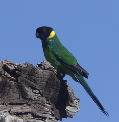 Barnardius zonarius