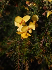Dillwynia retorta