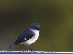 Eopsaltria georgiana