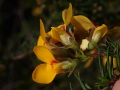 Dillwynia retorta