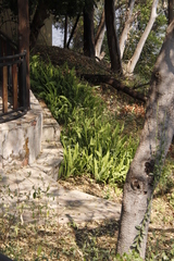 Nephrolepis cordifolia