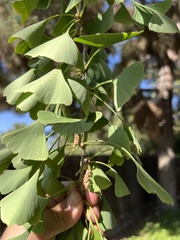 Ginkgo biloba