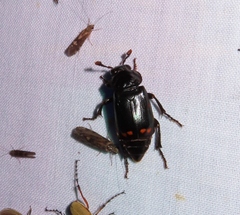 Nicrophorus pustulatus