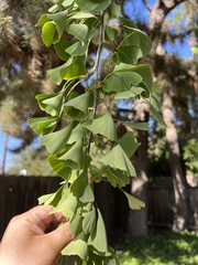Ginkgo biloba
