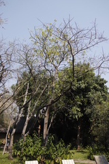 Kigelia africana subsp. africana image