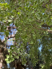 Ginkgo biloba