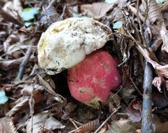 Rubroboletus satanas