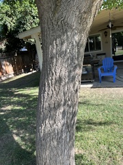 Ginkgo biloba