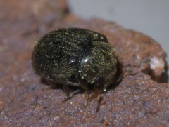 Tricorynus