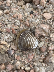 Corbicula fluminea