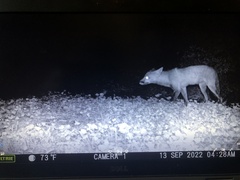 Vulpes vulpes fulvus