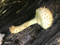 Pholiota squarrosoides