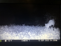 Vulpes vulpes fulvus