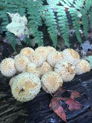 Pholiota squarrosoides