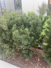 Taxus baccata