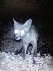 Vulpes vulpes fulvus