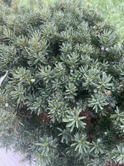 Taxus baccata