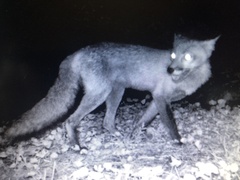 Vulpes vulpes fulvus