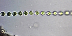 Radiofilum