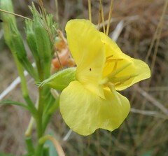 Oenothera
