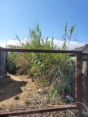 Arundo donax