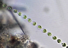 Radiofilum