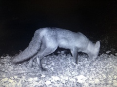 Vulpes vulpes fulvus