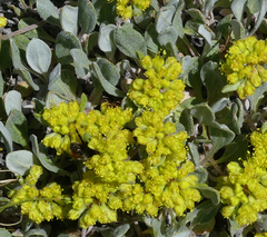 Eriogonum flavum