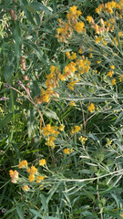 Euthamia occidentalis