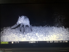 Vulpes vulpes fulvus