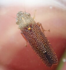Paraulacizes irrorata