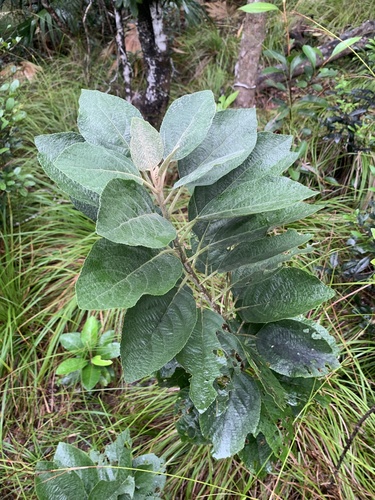 Callicarpa subpubescens iNat (3)