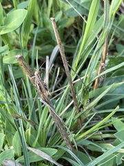 Chorthippus biguttulus