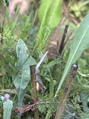 Chorthippus biguttulus