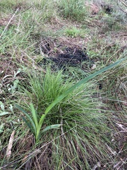 Dianella longifolia