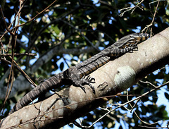 Varanus varius