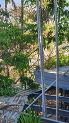 Trichosurus vulpecula arnhemensis