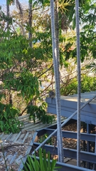 Trichosurus vulpecula arnhemensis