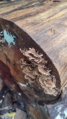 Schizophyllum commune