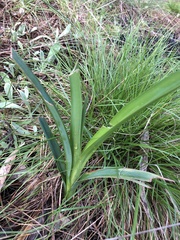 Dianella longifolia