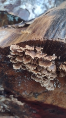 Schizophyllum commune