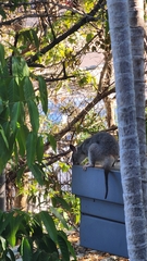 Trichosurus vulpecula arnhemensis