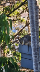 Trichosurus vulpecula arnhemensis