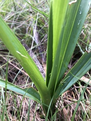 Dianella longifolia