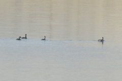 Podiceps nigricollis