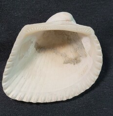 Larkinia multicostata