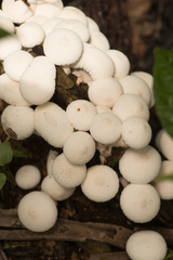 Lycoperdon perlatum image
